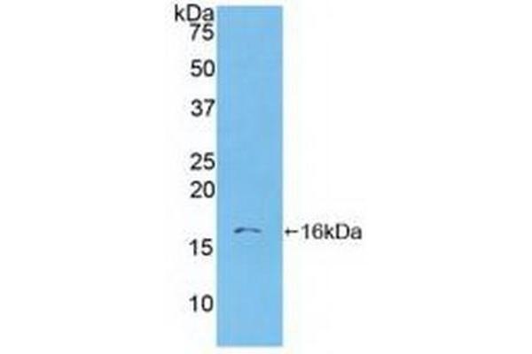 S100A6 antibody  (AA 1-90)