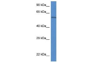 WB Suggested Anti-Plxdc2 Antibody Titration: 1. (PLXDC2 Antikörper  (C-Term))