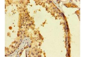 Immunohistochemistry of paraffin-embedded human testis tissue using ABIN7168583 at dilution of 1:100