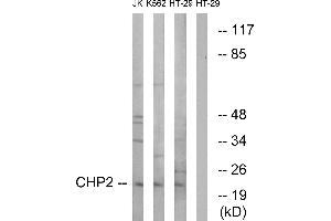 Western blot analysis of extracts from Jurkat cells, K562 cells and HT-29 cells, using CHP2 antibody. (Chp2 Antikörper)