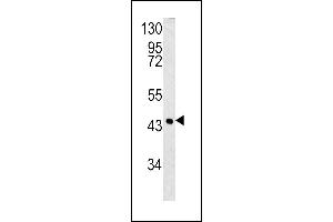 Western blot analysis of SPB3 antibody (N-term) (ABIN390500 and ABIN2840856) in 293 cell line lysates (35 μg/lane).