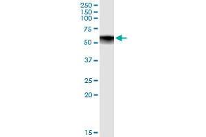 Immunoprecipitation of BCL3 transfected lysate using anti-BCL3 MaxPab rabbit polyclonal antibody and Protein A Magnetic Bead , and immunoblotted with BCL3 purified MaxPab mouse polyclonal antibody (B01P) . (BCL3 Antikörper  (AA 1-446))