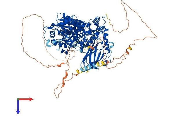 XYLT1 Protein (AA 1-959) (His tag)
