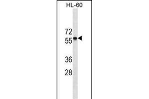 CCR7 Antibody (N-term)(Ascites) ABIN1539975 western blot analysis in HL-60 cell line lysates (35 μg/lane). (CCR7 Antikörper  (N-Term))