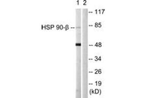 Western blot analysis of extracts from 293 cells, using HSP90B (Ab-226) Antibody. (HSP90AB1 Antikörper  (AA 201-250))