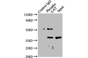Immunoprecipitating Phospho-LAT in A549 whole cell lysate  Lane 1: Rabbit control IgG(1μg)instead of ABIN7127705 in A549 whole cell lysate.