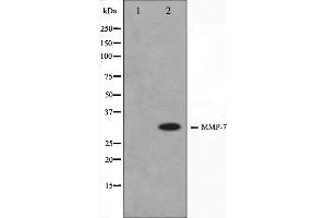 Western blot analysis on COS7 cell lysate using MMP7 Antibody. (MMP7 Antikörper  (C-Term))