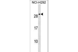 CFC1B Antibody (N-term) (ABIN1539155 and ABIN2850514) western blot analysis in NCI- cell line lysates (35 μg/lane). (CFC1B Antikörper  (N-Term))