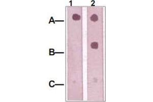 Dot Blot : 1 ug peptide was blot onto NC membrane. (IRS1 Antikörper  (pTyr612))