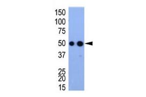 Image no. 1 for anti-HA-Tag antibody (ABIN356535) (HA-Tag Antikörper)