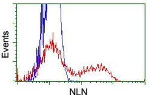 HEK293T cells transfected with either RC212447 overexpress plasmid (Red) or empty vector control plasmid (Blue) were immunostained by anti-NLN antibody (ABIN2455336), and then analyzed by flow cytometry. (NLN Antikörper)