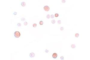 Immunohistochemistry (IHC) image for anti-Placenta-Specific 1 (PLAC1) (C-Term) antibody (ABIN1030590)