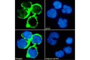 Immunofluorescence staining of Jurkat cells using anti-TAG-72 Minretumomab (CC49 ) Immunofluorescence analysis of paraformaldehyde fixed Jurkat cells stained with the chimeric mouse IgG version of Minretumomab (CC49 ) (ABIN7072523) at 10 μg/mL followed by Alexa Fluor® 488 secondary antibody (2 μg/mL), showing membrane staining. (Rekombinanter TAG-72 (Minretumomab Biosimilar) Antikörper)