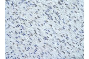 Immunohistochemistry (IHC) image for anti-Heterogeneous Nuclear Ribonucleoprotein U-Like 1 (HNRNPUL1) (C-Term) antibody (ABIN2779021)