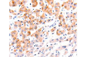 Immunohistochemistry (IHC) image for anti-Ephrin A1 (EFNA1) antibody (ABIN2421536) (Ephrin A1 Antikörper)