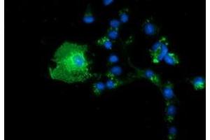 Anti-BTN1A1 mouse monoclonal antibody (ABIN2452842) immunofluorescent staining of COS7 cells transiently transfected by pCMV6-ENTRY BTN1A1 (RC223852). (BTN1A1 Antikörper)