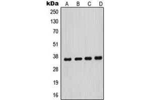 Western blot analysis of MNAT1 expression in HeLa (A), MCF7 (B), A431 (C), NIH3T3 (D) whole cell lysates.