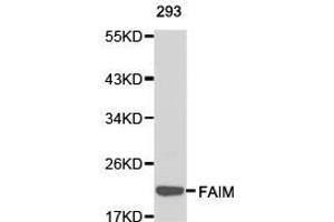 Western Blotting (WB) image for anti-Fas Apoptotic Inhibitory Molecule (FAIM) antibody (ABIN1872646)