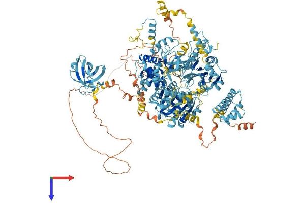 DHX8 Protein (AA 1-1220) (His tag)