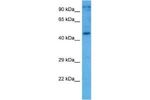 Host:  Mouse  Target Name:  NFIA  Sample Tissue:  Mouse Testis  Antibody Dilution:  1ug/ml (NFIC Antikörper  (N-Term))