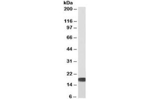 Western blot of human HEK293 cell lysate with biotinylated SOD antibody at 0. (SOD1 Antikörper  (Biotin))