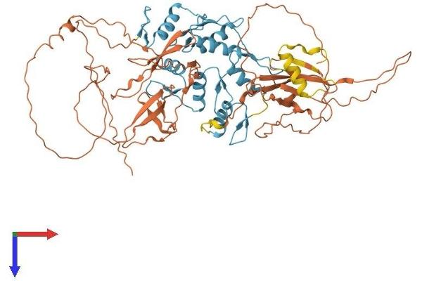 ZNF143 Protein (AA 1-638) (His tag)