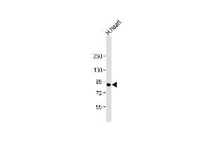 Anti-ACO2 Antibody (Center) at 1:2000 dilution + human heart lysate Lysates/proteins at 20 μg per lane. (ACO2 Antikörper  (AA 433-467))