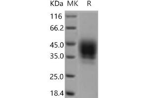 Western Blotting (WB) image for CD48 (CD48) protein (Fc Tag) (ABIN7321148) (CD48 Protein (CD48) (Fc Tag))