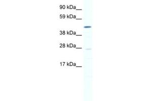 Western Blotting (WB) image for anti-SET and MYND Domain Containing 1 (SMYD1) antibody (ABIN2461463) (SMYD1 Antikörper)
