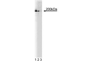 Western blot of analysis of KIF1A on a rat embryonic (E21) cerebrum lysate. (KIF1A Antikörper  (AA 902-1015))