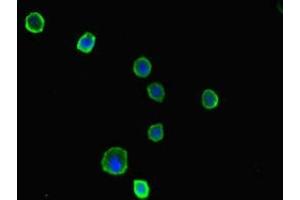 Immunofluorescent analysis of MCF-7 cells using ABIN7142660 at dilution of 1:100 and Alexa Fluor 488-congugated AffiniPure Goat Anti-Rabbit IgG(H+L) (PRKAA2 Antikörper  (Catalytic Subunit alpha))