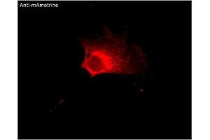Immunofluorescence (IF) image for anti-mAmetrine Fluorescent Protein antibody (ABIN7273095) (mAmetrine Fluorescent Protein Antikörper)