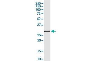 Western Blotting (WB) image for anti-Tumor Necrosis Factor (Ligand) Superfamily, Member 8 (TNFSF8) (AA 63-234) antibody (ABIN2752620)