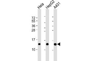 All lanes : Anti-NDUFB3 Antibody (N-Term) at 1:2000 dilution Lane 1: Hela whole cell lysate Lane 2: HepG2 whole cell lysate Lane 3: A431 whole cell lysate Lysates/proteins at 20 μg per lane. (NDUFB3 Antikörper  (AA 13-45))