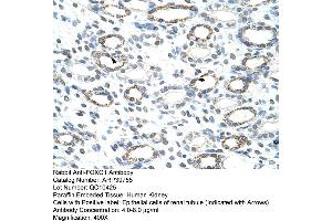 Human kidney (FOXQ1 Antikörper  (N-Term))