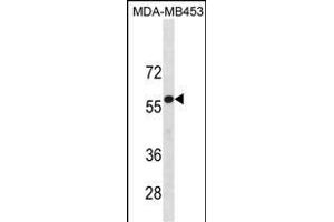 UGT2B4 Antibody (N-term) (ABIN1881977 and ABIN2838759) western blot analysis in MDA-M cell line lysates (35 μg/lane). (UGT2B4 Antikörper  (N-Term))