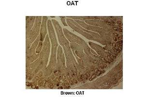 Sample Type :  Pig duodenum   Primary Antibody Dilution :   1:500  Secondary Antibody :  Anti-rabbit-biotin, streptavidin-HRP   Secondary Antibody Dilution :   1:500  Color/Signal Descriptions :  Brown: OAT  Gene Name :  OAT   Submitted by :  Juan C. (OAT Antikörper  (C-Term))