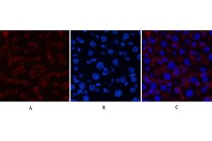 Immunofluorescence analysis of mouse liver tissue. (HSV Tag Antikörper)