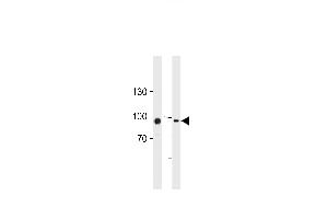 TGM2 Antibody (Center ) (ABIN392285 and ABIN2841950) western blot analysis in HUVEC,K562 cell line lysates (35 μg/lane). (Transglutaminase 2 Antikörper  (AA 429-458))