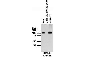 Immunoblot versus adult rat brain membranes (RBM), and adult mouse hippocampal membranes (MBM) from Kv3.