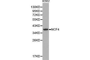 Western blot analysis of extracts of K562 cell lines, using NCF4 antibody. (NCF4 Antikörper  (AA 1-190))