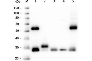 Western Blot of Goat Anti-Mouse IgG (H&L) Antibody.