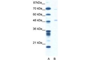 Western Blotting (WB) image for anti-Pancreatic Lipase (PNLIP) antibody (ABIN2460823) (PNLIP Antikörper)