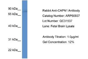 Western Blotting (WB) image for anti-Calpain 1, Large Subunit (CAPNL1) (N-Term) antibody (ABIN786299) (CAPNL1 Antikörper  (N-Term))