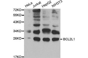 Western blot analysis of extracts of various cell lines, using BCL2L1 antibody. (BCL2L1 Antikörper  (AA 1-120))