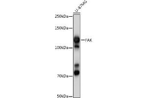 Western blot analysis of extracts of U-87MG cells, using FAK antibody (ABIN3022950, ABIN3022951, ABIN3022952 and ABIN6219313) at 1:1000 dilution. (FAK Antikörper)
