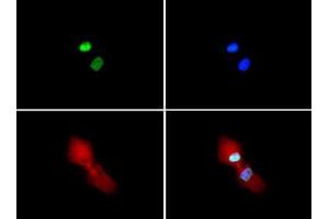 Fluorescence Microscopy (FM) image for anti-Histone 3 (H3) (H3K4me2), (H3R2me2s) antibody (ABIN5706792)