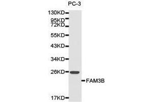 Western Blotting (WB) image for anti-Family with Sequence Similarity 3, Member B (FAM3B) antibody (ABIN1872652) (FAM3B Antikörper)
