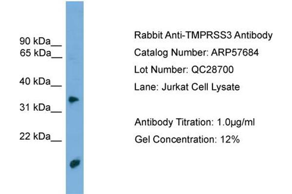 TMPRSS3 Antikörper  (N-Term)