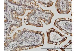 Image no. 1 for anti-Leucine Zipper-EF-Hand Containing Transmembrane Protein 1 (LETM1) (AA 601-709) antibody (ABIN598780) (LETM1 Antikörper  (AA 601-709))